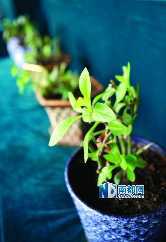 可以吃的蔬菜盆景 你见过没？