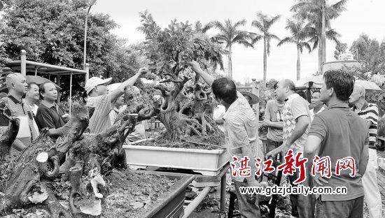 湛江盆景行业期待&ldquo;春暖花开&rdquo;