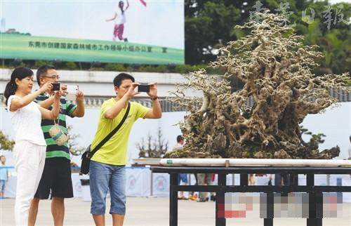 千万元盆景