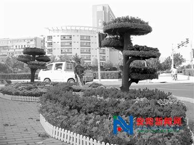 各种鲜花携手亮相街头 河南安阳上红妆姹紫嫣红