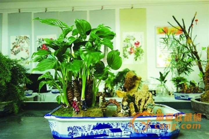 搁浅在手作时光里的盆景