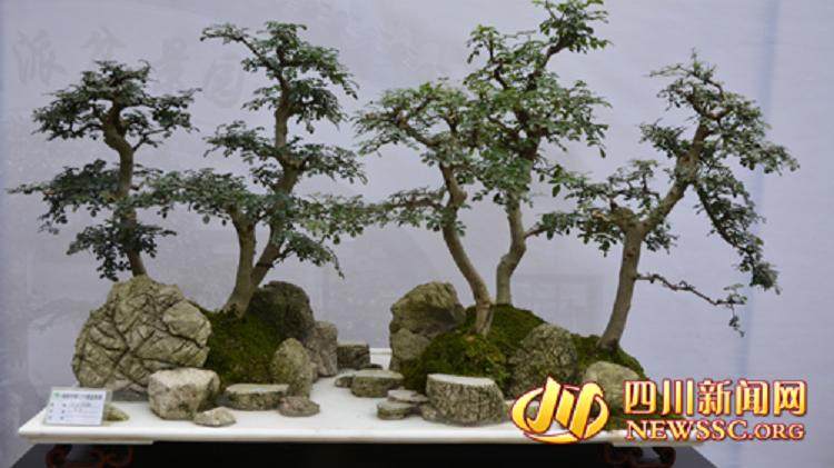 成都市第二十届盆景展将在百花潭公园举行