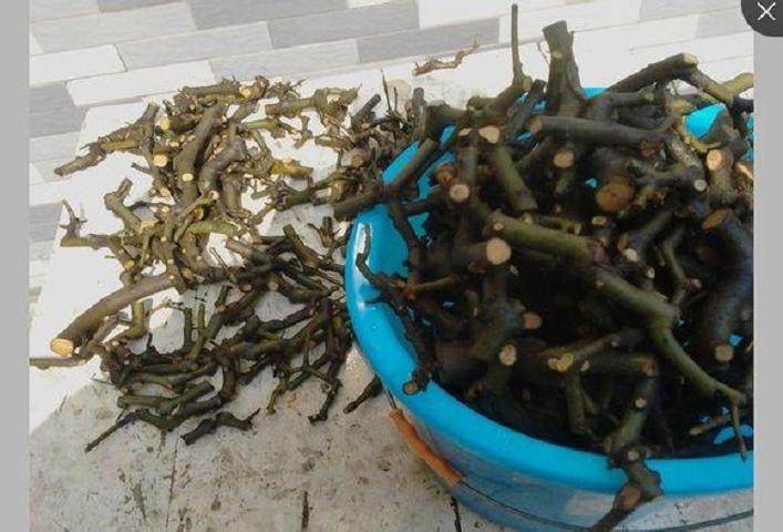 对节白蜡水泡枝条