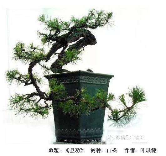 岭南盆景艺术的&ldquo;柳格&rdquo;