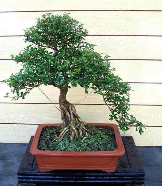 雀梅盆景冬季则每月施肥一次 最好