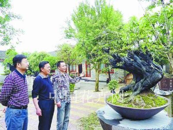 四川国庆与经典盆景相遇