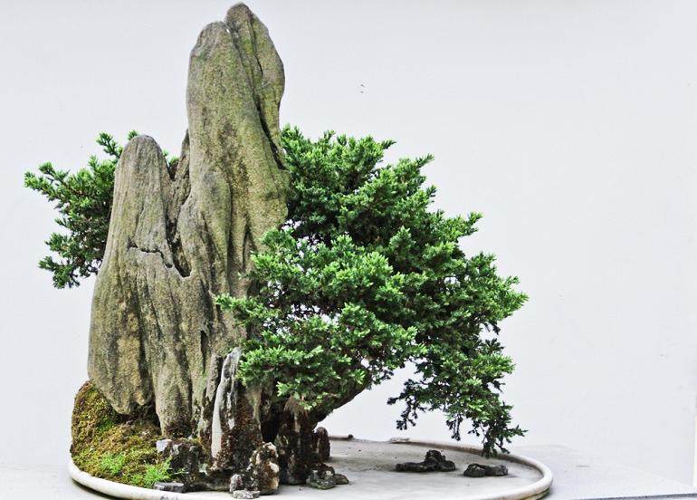 盆景 变态审美还是超越自然？