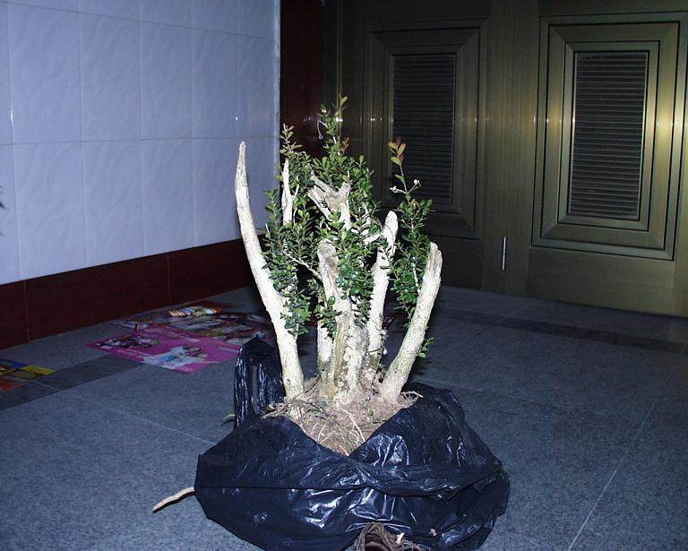 采挖黄杨树桩夏季最好 春 秋季次之 冬季最差