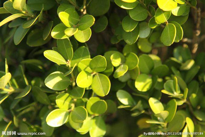 如何养殖才能让黄杨盆景多长叶子