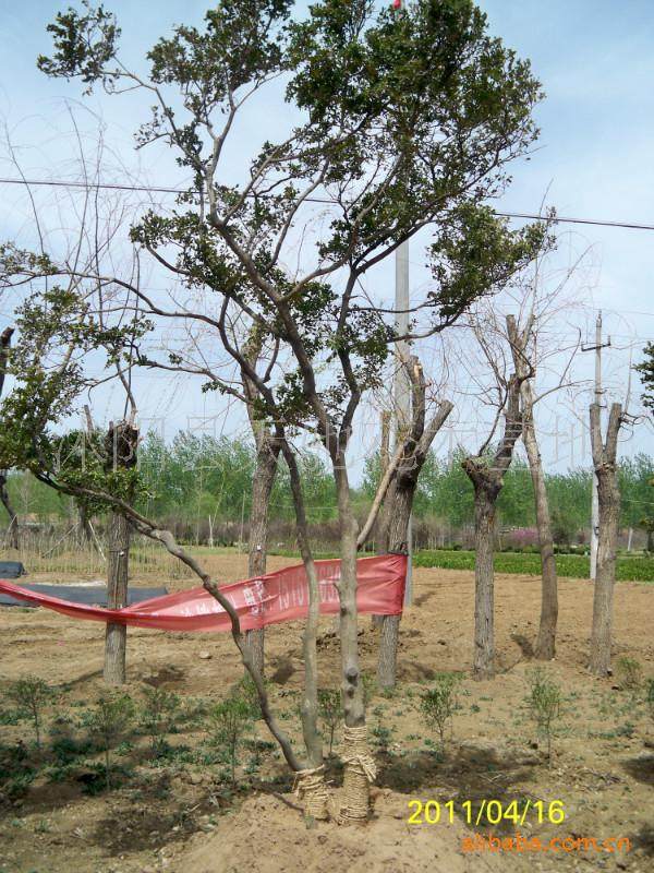 云贵黄杨盆景移植后 为什么死亡了