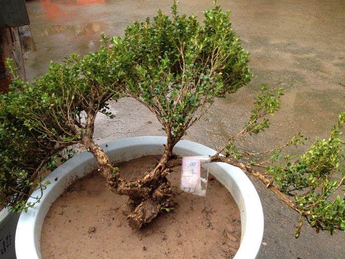 制作盆景通常用哪种黄杨桩材嫁接最好