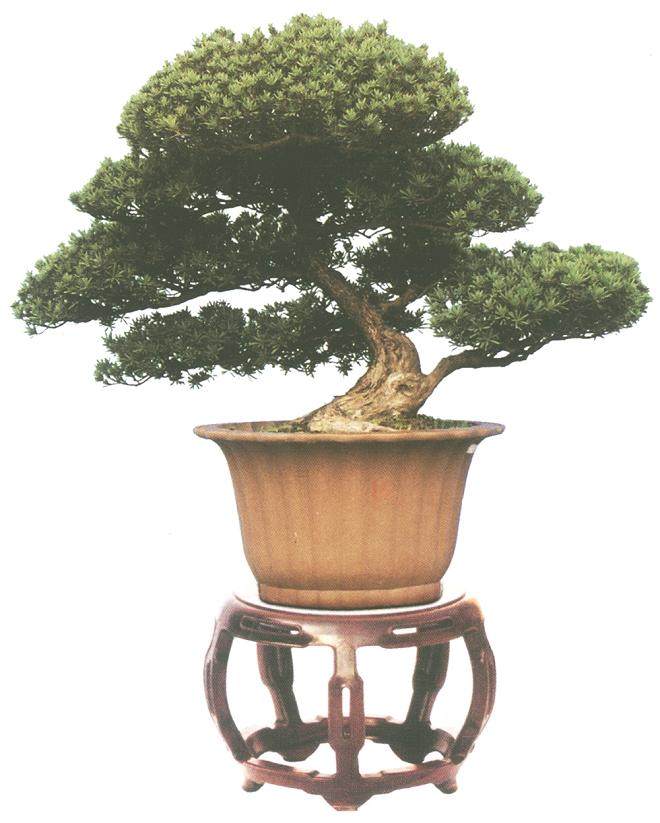 传承中体现创新 通派盆景再获金奖