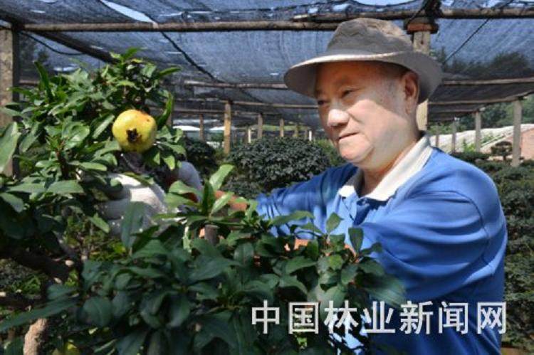 张守印小盆景里孕育大梦想