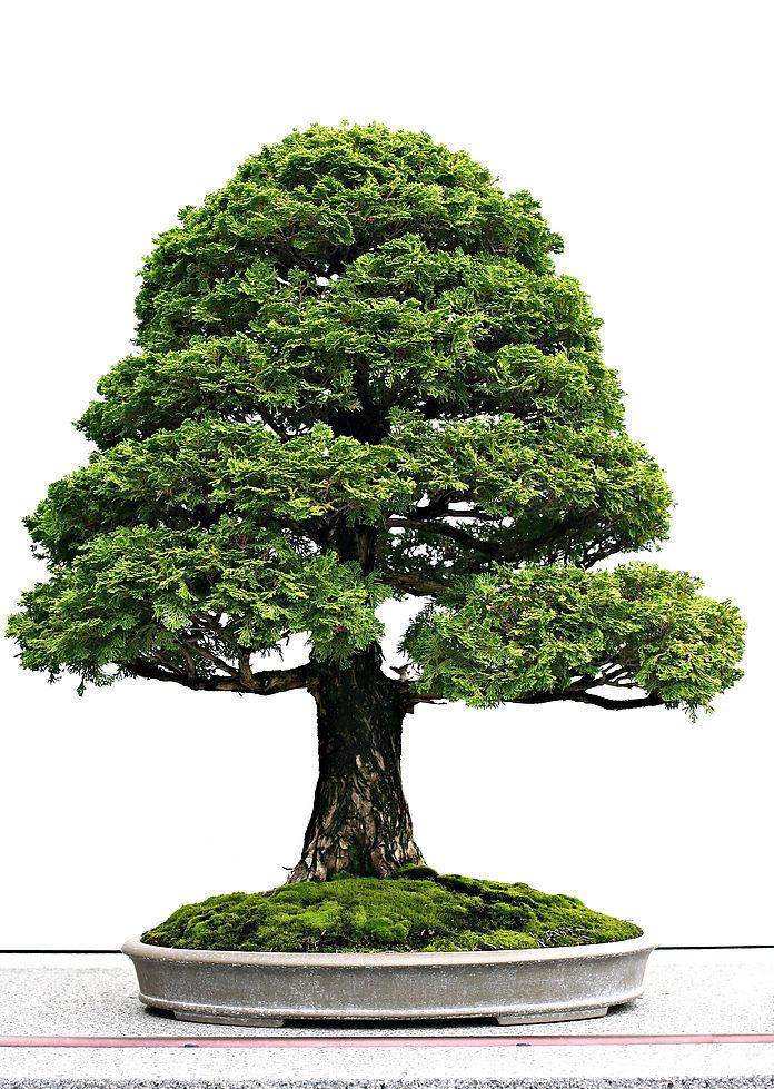 图解 柏树盆景怎么丝雕设计的6个方法