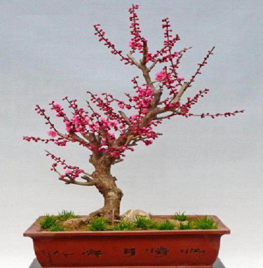 梅花盆景