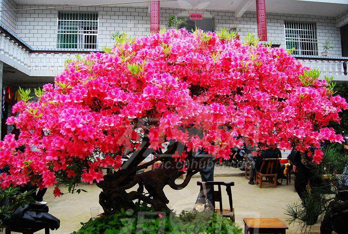 周春峰的盆景王国