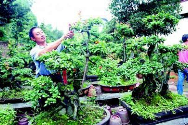 这株盆景‘琼楼玉宇’去年参加泸州精品盆景展时获得金奖