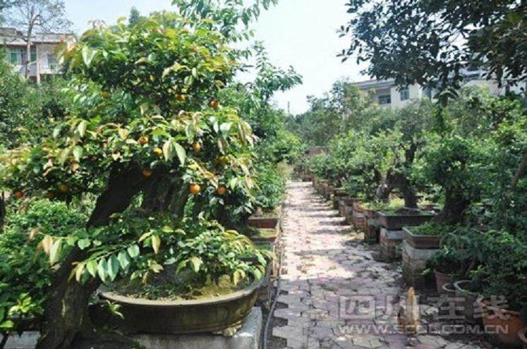 泸州盆景从几十元的到数万元一盆的都有