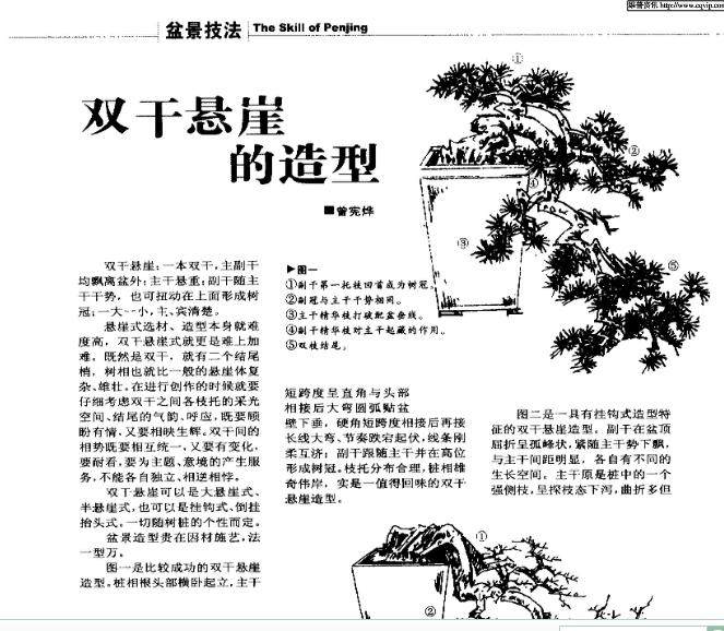 图解 双干悬崖盆景怎么造型的6个步骤