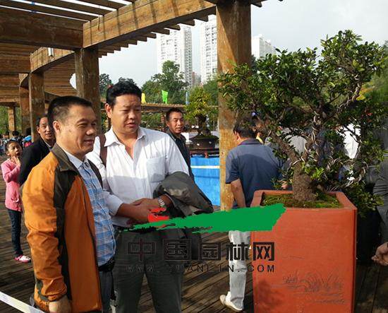 韦群杰点评盆景作品