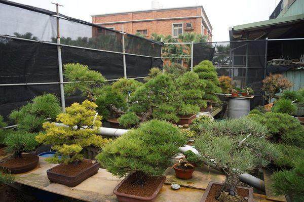 120盆顶级盆景 亮相余姚