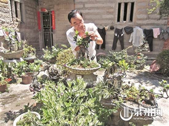 玩一处做一个盆景