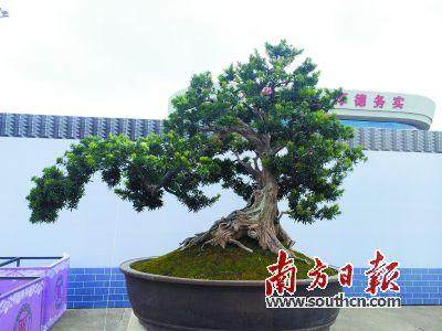 海岛罗汉松盆景估计价格达1000万 图片