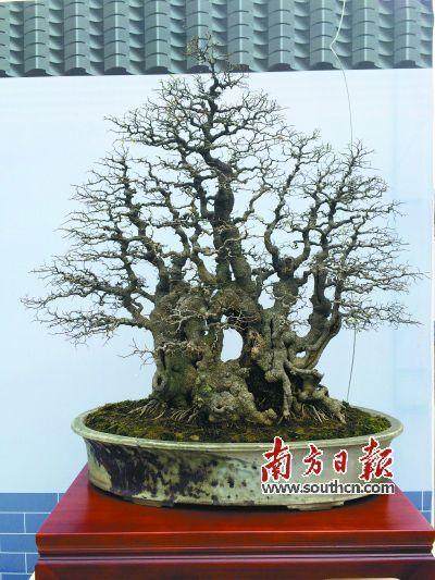 没有树叶,更见盆景“风骨”。