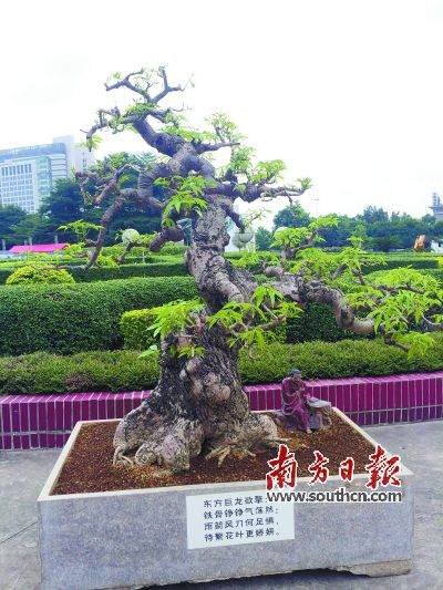 名为“东方巨龙”的盆景。