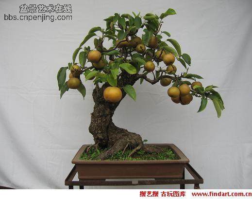 盆景果树