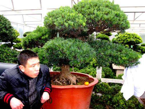 适合家里种植雀舌罗汉松盆景有几个品种