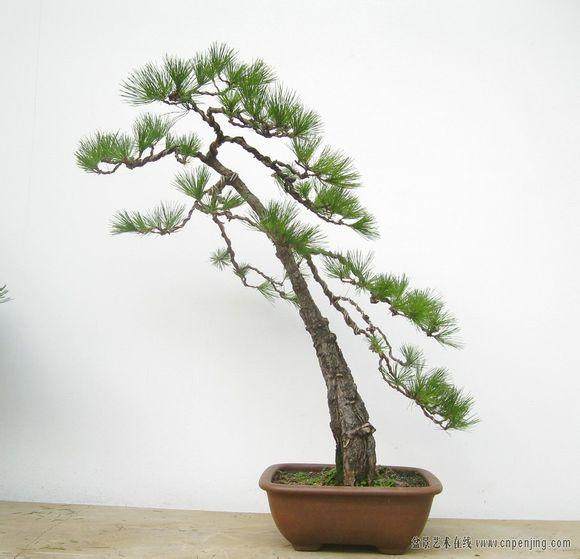 如何让黑松盆景在冬季移栽更好的成活？