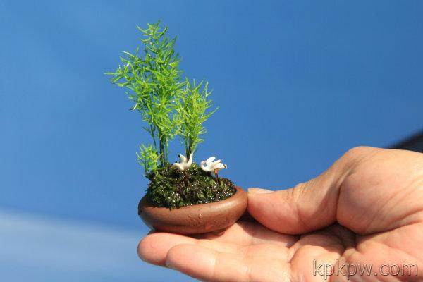 微型 盆景 日本