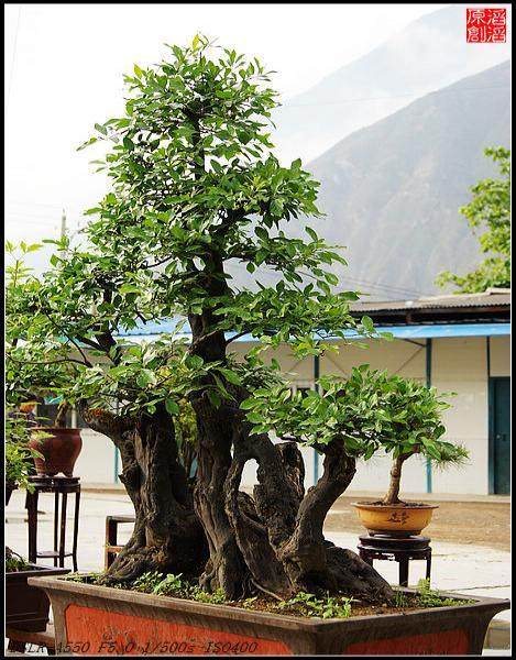 金弹子盆景应用什么方法嫁接最好