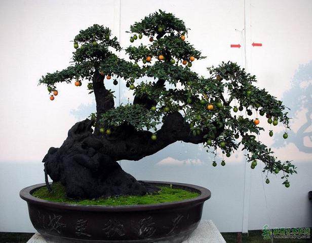 为什么金弹子盆景在北方不易生根发芽养活