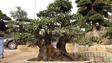 如何修枝可以提高金弹子盆景坐果率