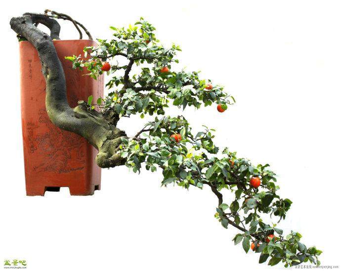 盆土过湿会造成金弹子落果