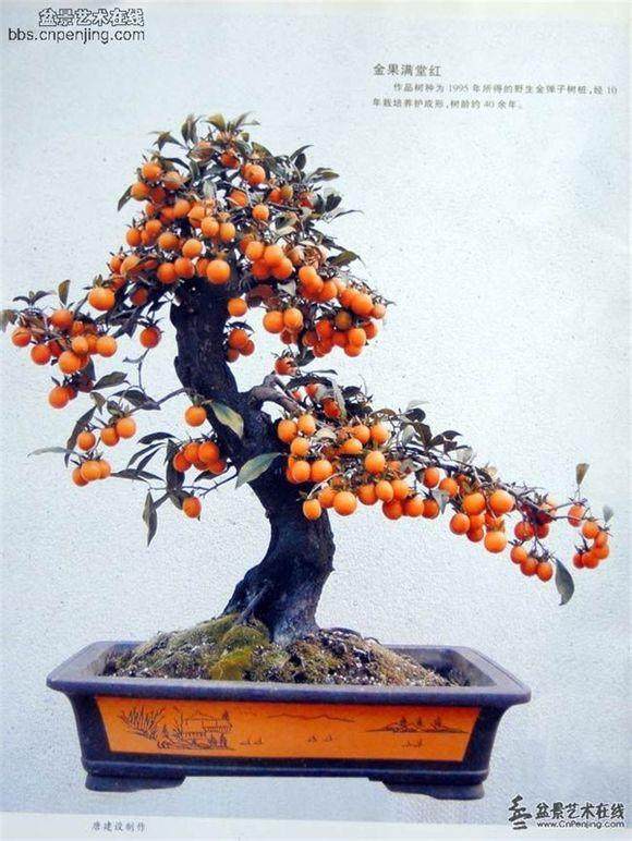 每天都浇水 金弹子盆景还是落叶