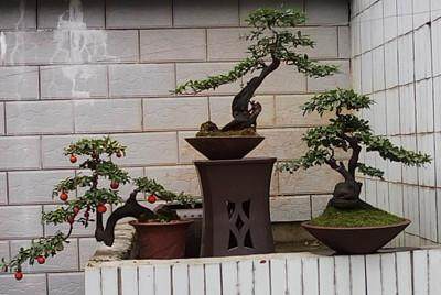 听说四川的金弹子盆景 在浙江是不会结果的