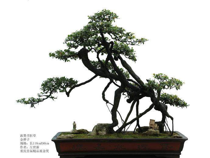 贵州与四川金弹子盆景 哪一个好