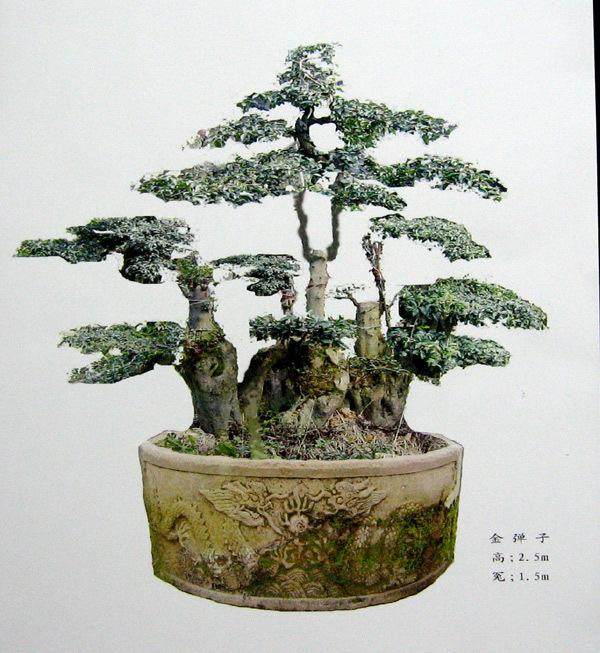 金弹子在河南东部地区能开花结果吗？