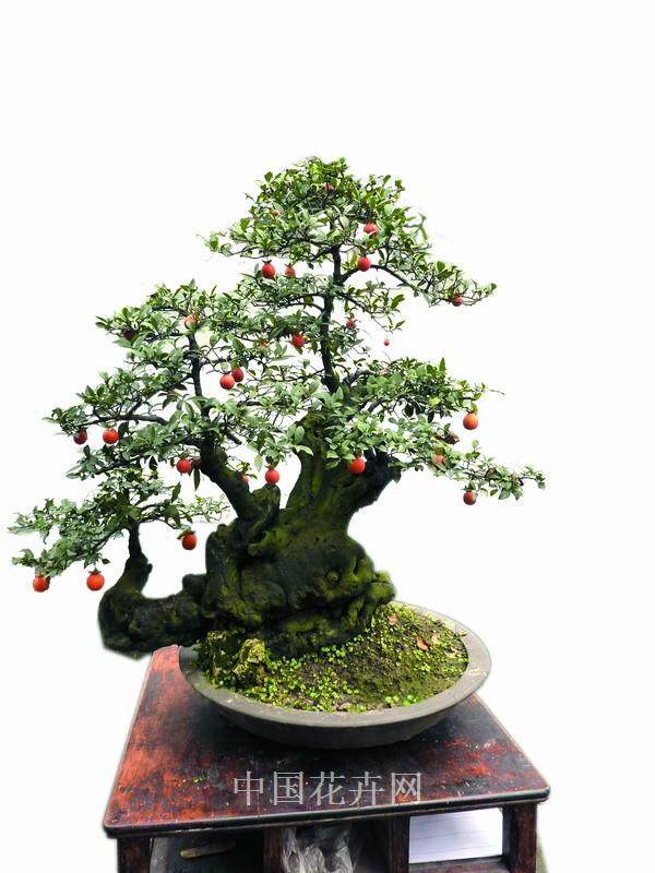 对金弹子盆景的落花落果问题的探讨