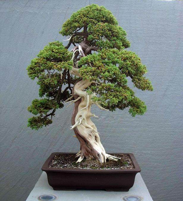 树桩盆景放野养护的适用范围有哪些