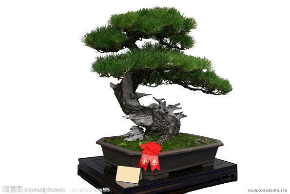 浅谈树桩盆景发芽制作中的个形态 图片