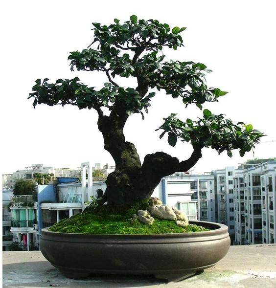 阳台上培育树桩盆景生根的经验（下）