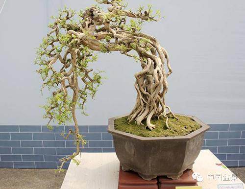 图解 树桩盆景怎么悬崖造型的固有形式