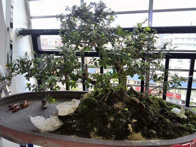 山桔 盆景