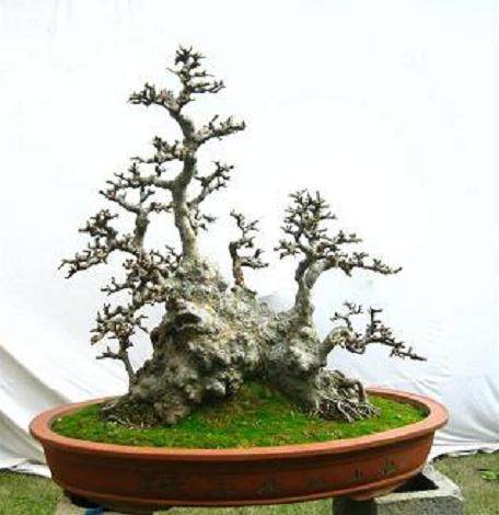 树桩个性盆景怎么造型设计的方法 图片