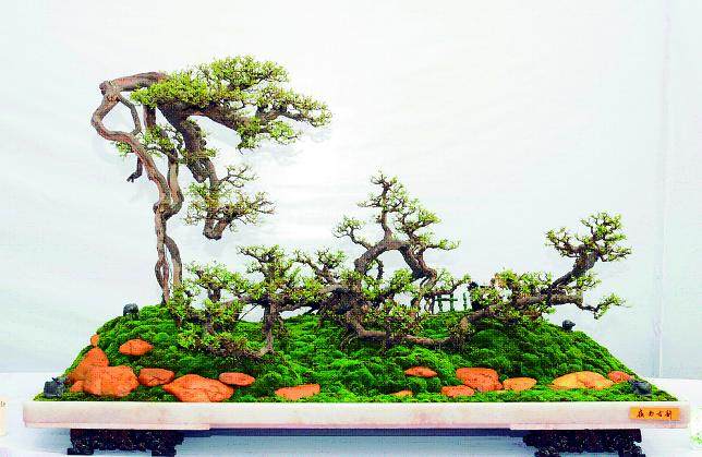 异型树桩盆景怎么造型设计 图片