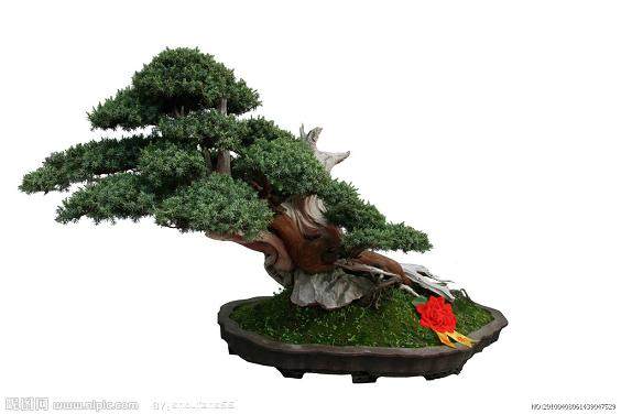 瓜子黄杨盆景怎么嫁接对生根发芽最好